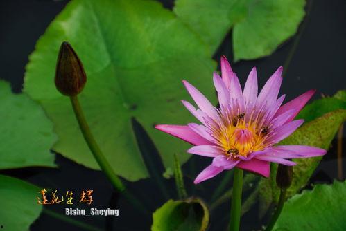 夏荷的故事,逆境绽放的青春传奇