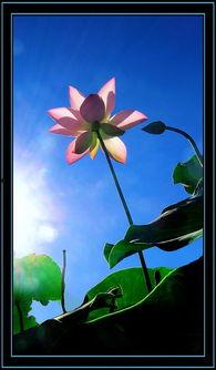 晚开的盛花,绽放于时光尽头的璀璨